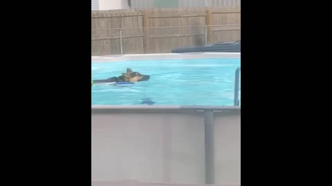 DOG TAKES A DIP.