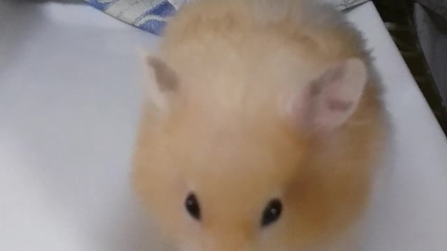 バリバリ食べるよハムスター❗らむちゃん Hamster