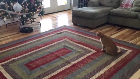 funniest moments about cats