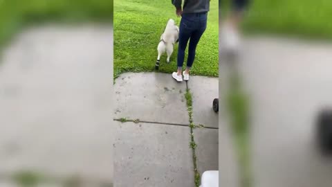 62 Best Funny Dogs 🐶 And Cats 😹 Videos Try Not To Laugh!
