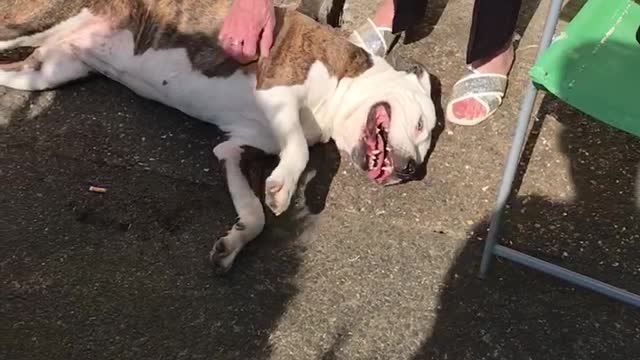 Dog getting belly rubs from grandma