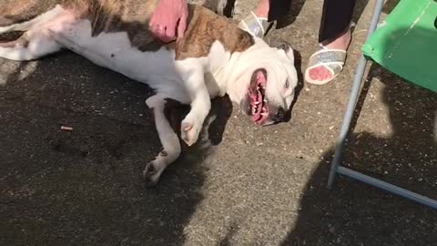 Dog getting belly rubs from grandma