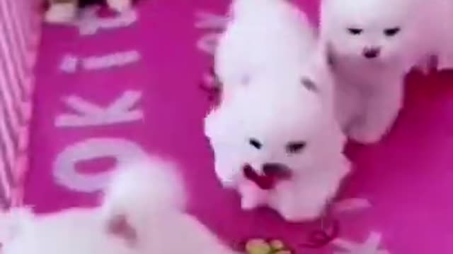 Many Cute Puppies Play With Their Sibling