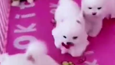 Many Cute Puppies Play With Their Sibling