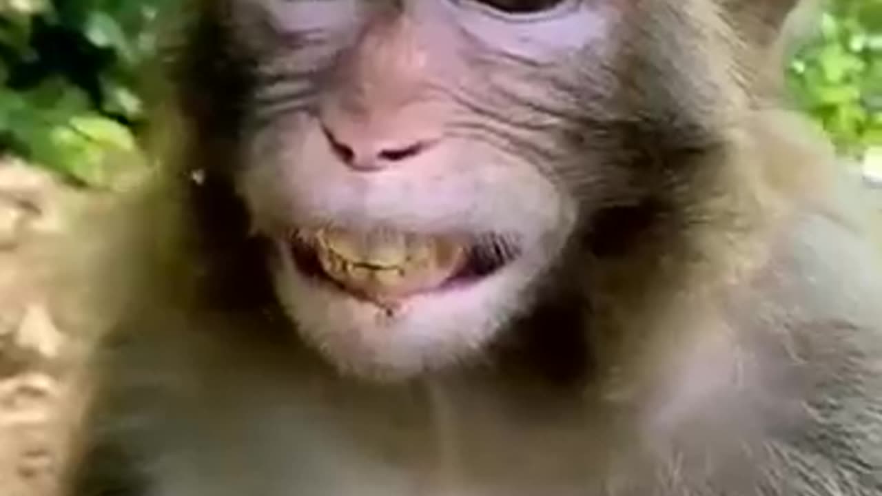 #monky laughing