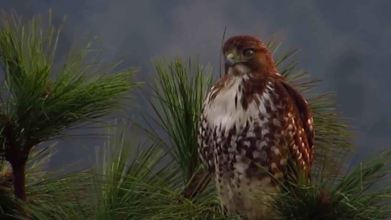 Free Video Clip- Red Tailed Hawk (Close-up) Sitting in Tree