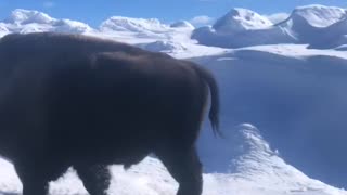 Pecan growls at the Buffalo in Yellowstone