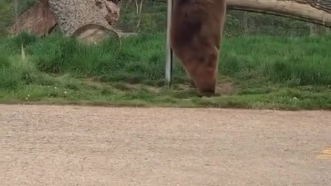 Bear got itching in back funny videos, trending