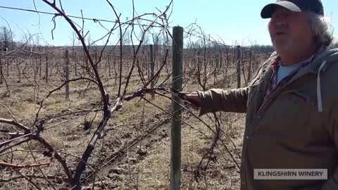 How-To Trim Grapevines