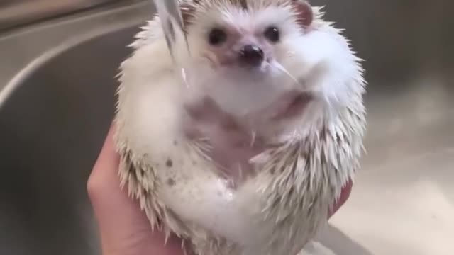 Video of washing a cute hedgehog