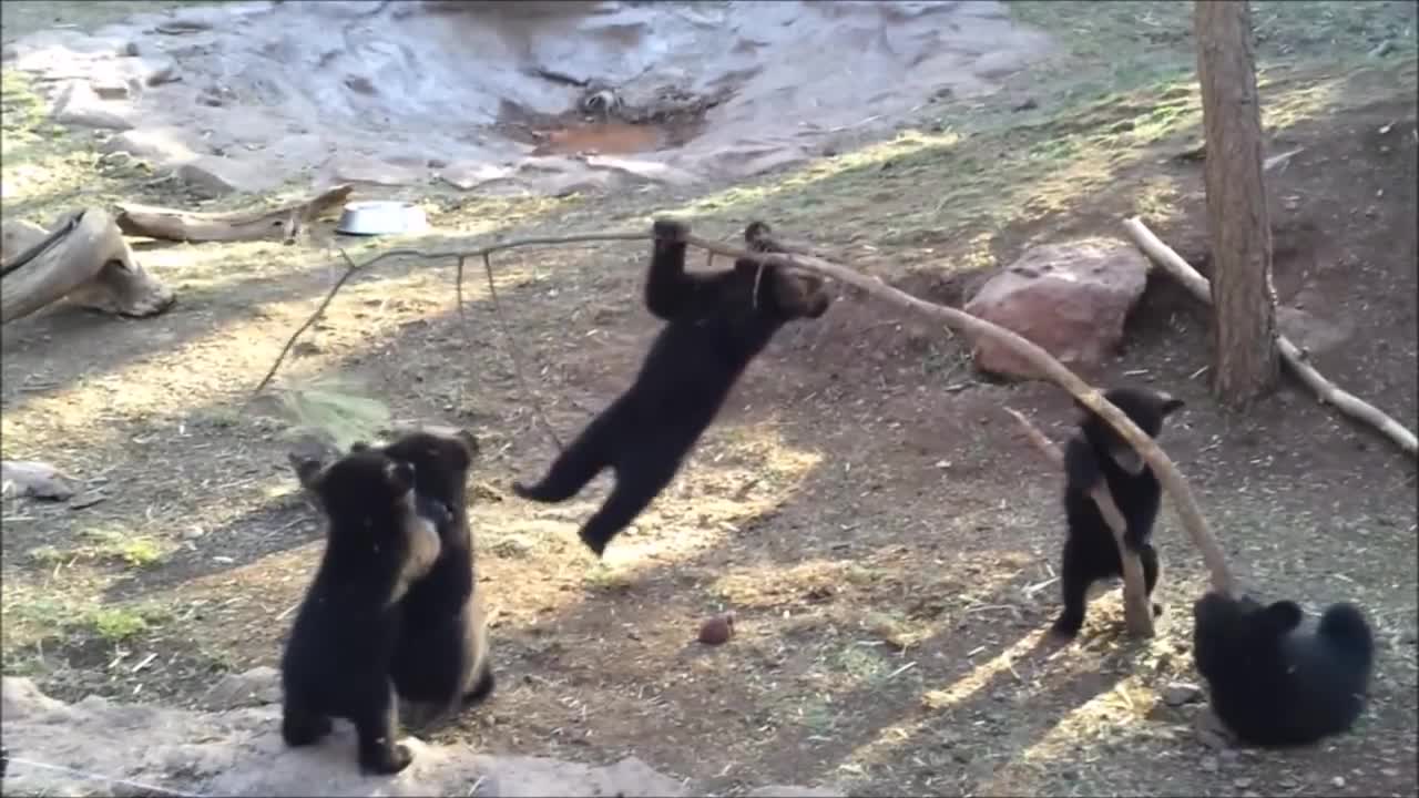 Baby Bear Cubs Playing - CUTEST Compilation