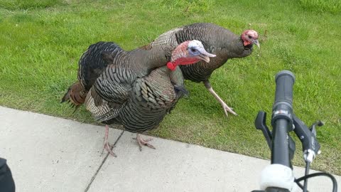 Territorial Turkeys Confront Man on Bike