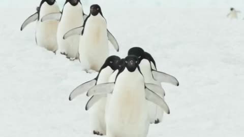 Adélie penguin 🐧