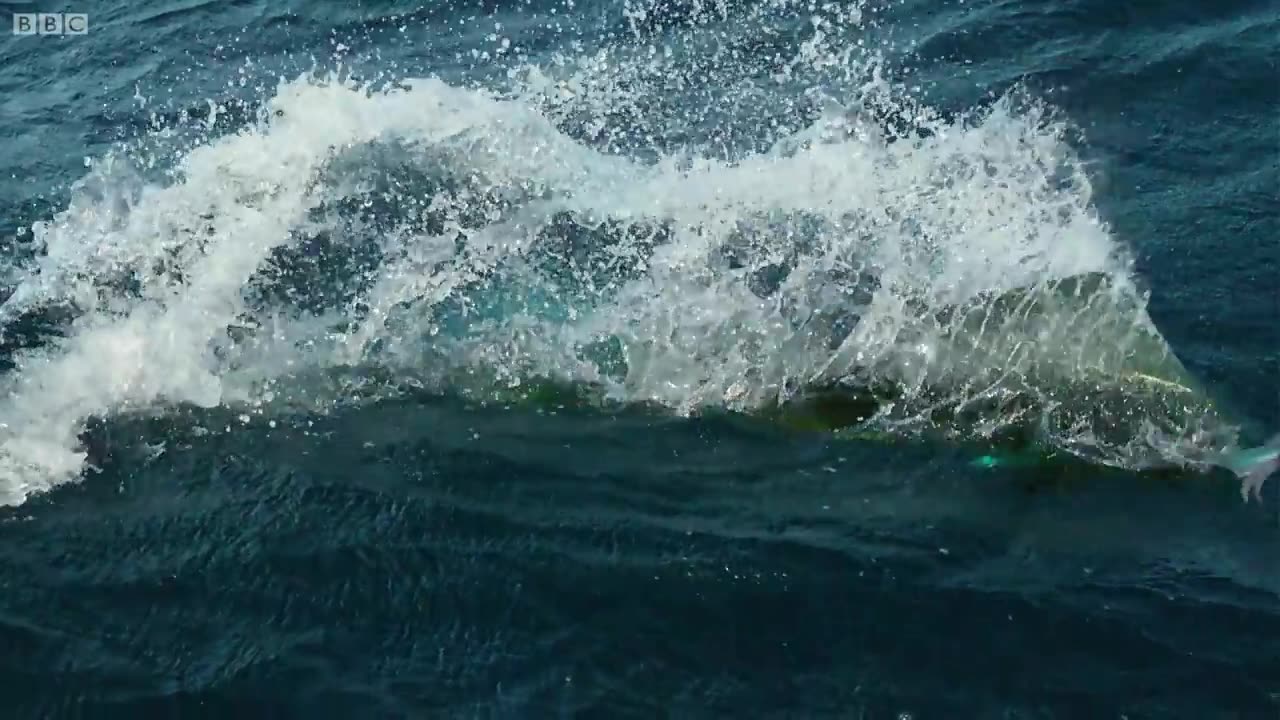 Flying Fish Picked Off From Above And Below - The Hunt - BBC Earth