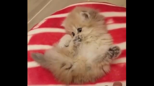 The Cutest Cats - Video Compilation