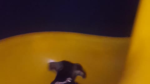 Puppy enjoying the slide