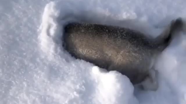 Husky enjoying the snow