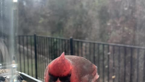 Beautiful video of cardinal eating at feeder