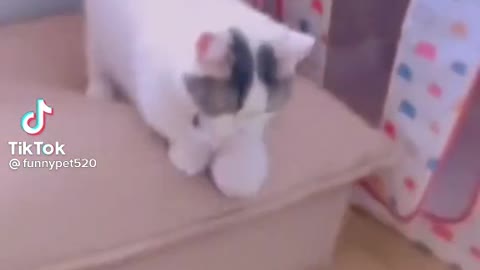 Cute and Funny cat Videos