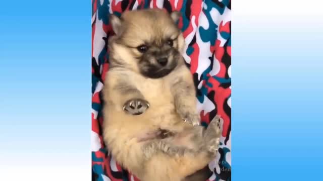 Playing with the little dog | new dog video | cute baby dog