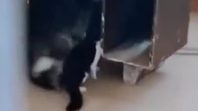 So funny cute ❤ dogs 🐶 and cats 🐱 part 21