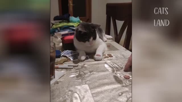 The cat plays but does not understand what