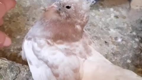 Pigeon Video