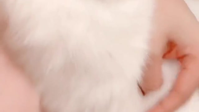 Everything I know I learned from my cat