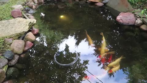 Renovation - Old Pond To New Pond