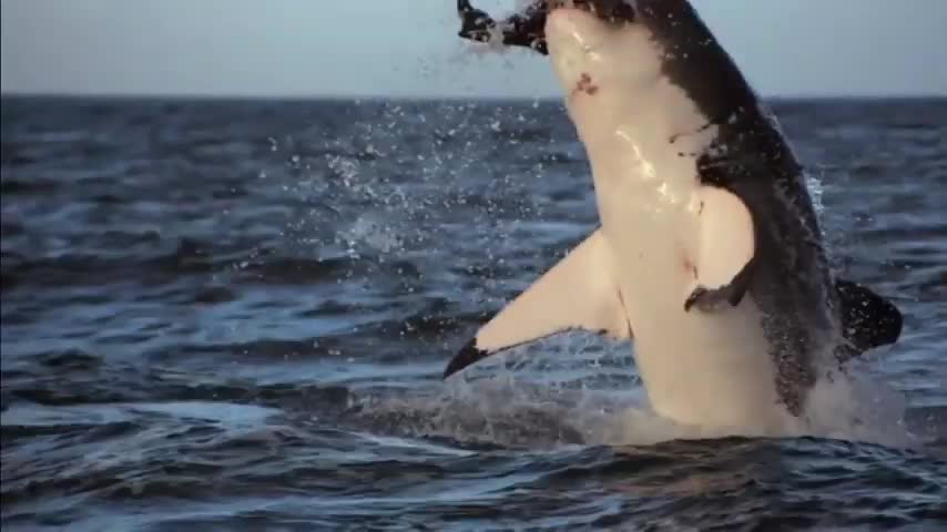 Wild life so amazing video