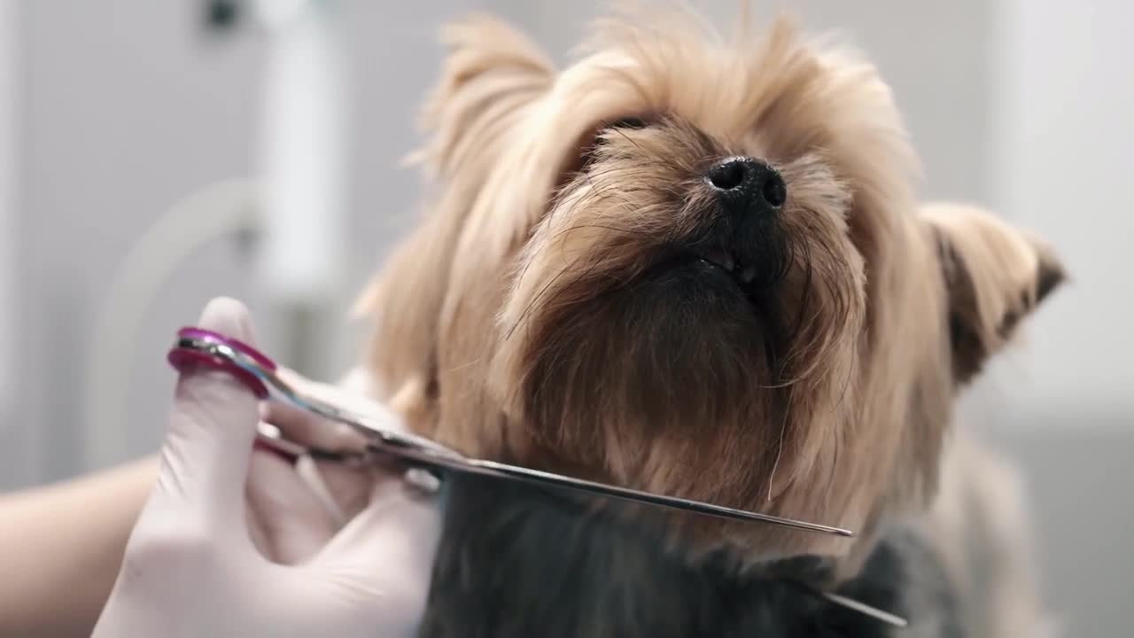 Adorable puppy visit groomer shop for pedicure and shaving