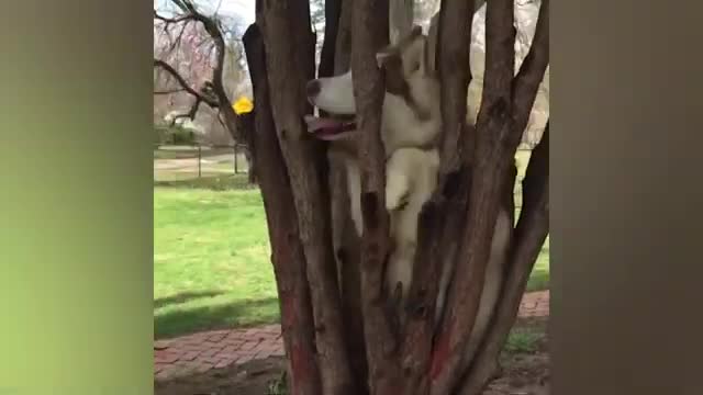 Its time to laugh at a cat's life