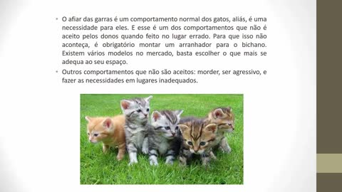 Como Adestrar seu Gatinho filhote