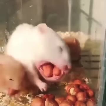 Hamster