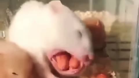 Hamster