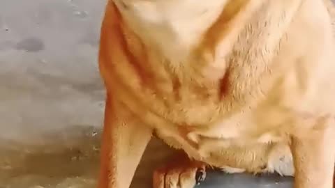 Dog sound dog Barking 😨