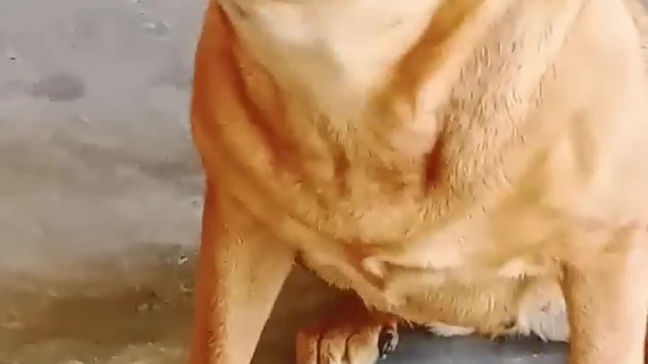 Dog sound dog Barking 😨