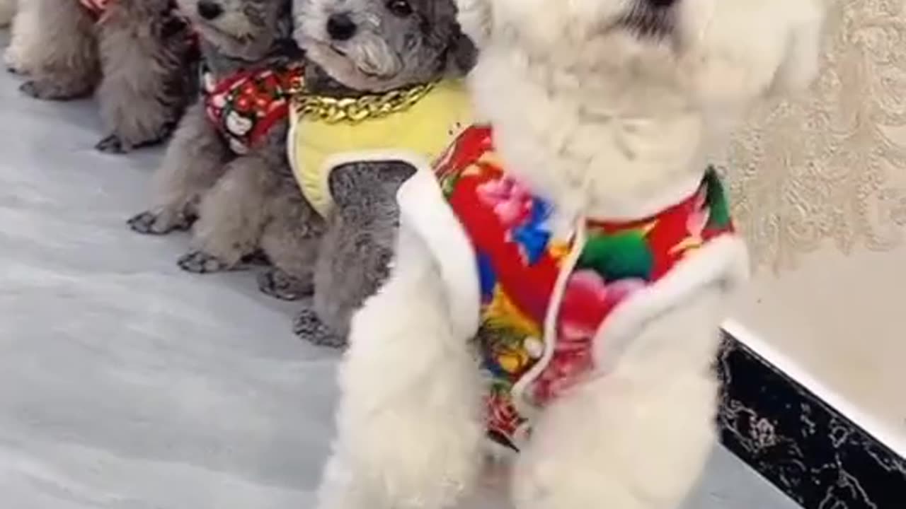 Cute and Amazing dogs training