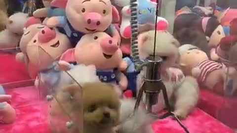 Cutest tiny dogs 😹 Funny Animals videos