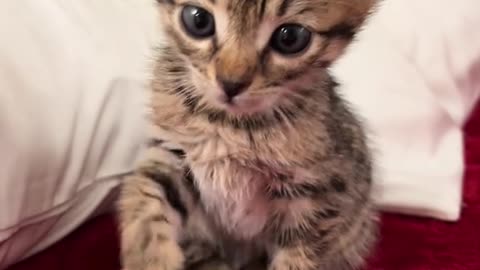 Cutie kitten