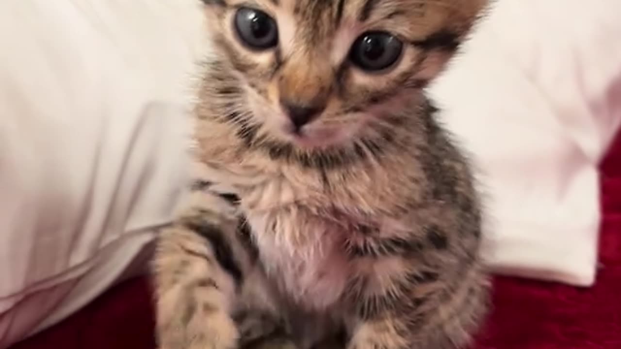 Cutie kitten