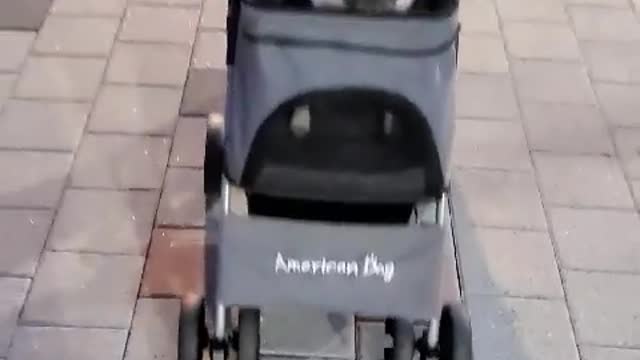 puppy in stroller