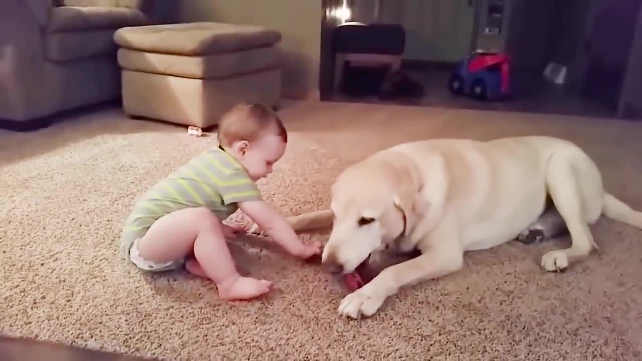 Cute dogs and funny babies