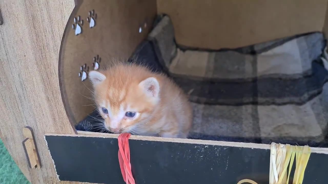 Little kitten abandoned by its mother cries and wants its mother