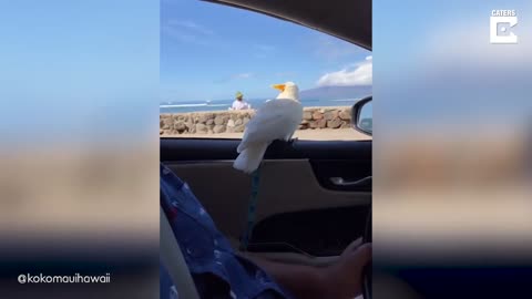 Cockatoo Loves To Ride On Car
