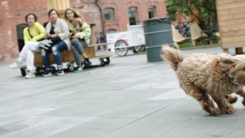 Brown Dog Running Free