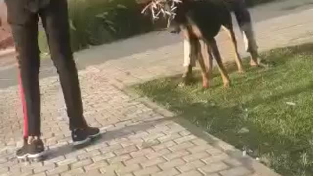 Doberman Violently Attacks The Man - Доберман жестоко нападает на мужчину - ドーベルマンが男を激しく攻撃する