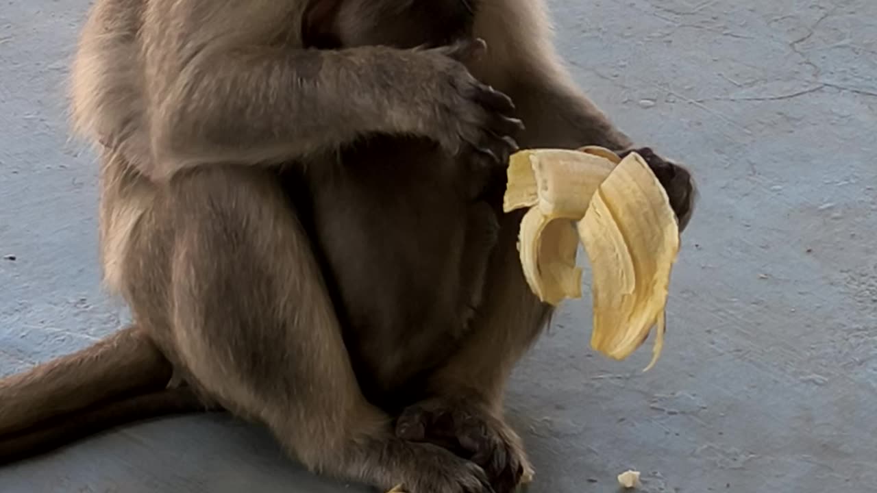 Mother monkey and cute baby eat banana🍌