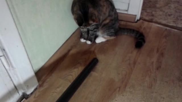 The cat versus the vacuum cleaner