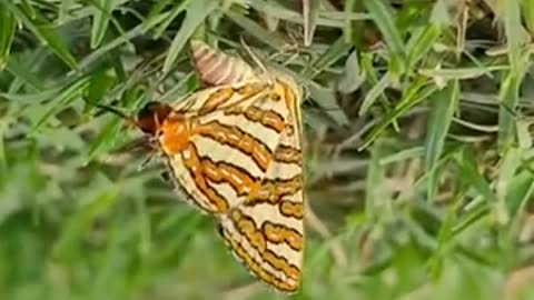 Beautiful butterfly in a park.